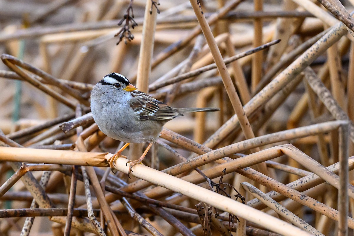 White-crowned Sparrow - ML651143392