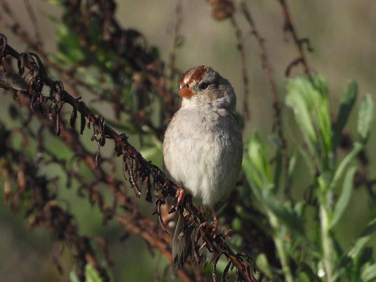 White-crowned Sparrow - ML651143488