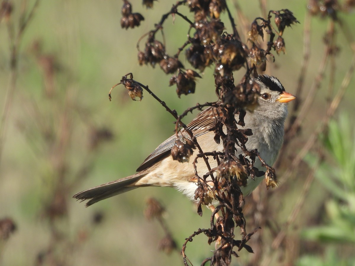 White-crowned Sparrow - ML651143492