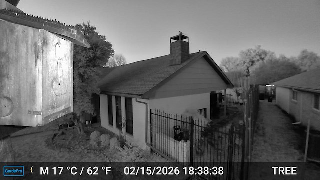 Eastern Screech-Owl - ML651143516