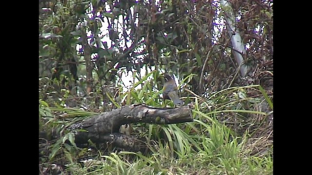 White-whiskered Laughingthrush - ML651143517