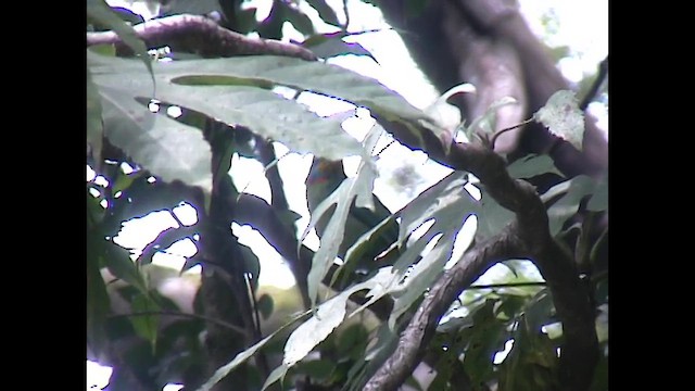 Taiwan Barbet - ML651143647