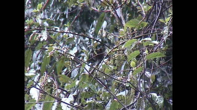 Taiwan Barwing - ML651143747