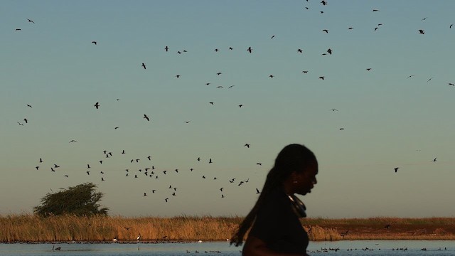 Zuhaitz-ahate musuzuria - ML651143791