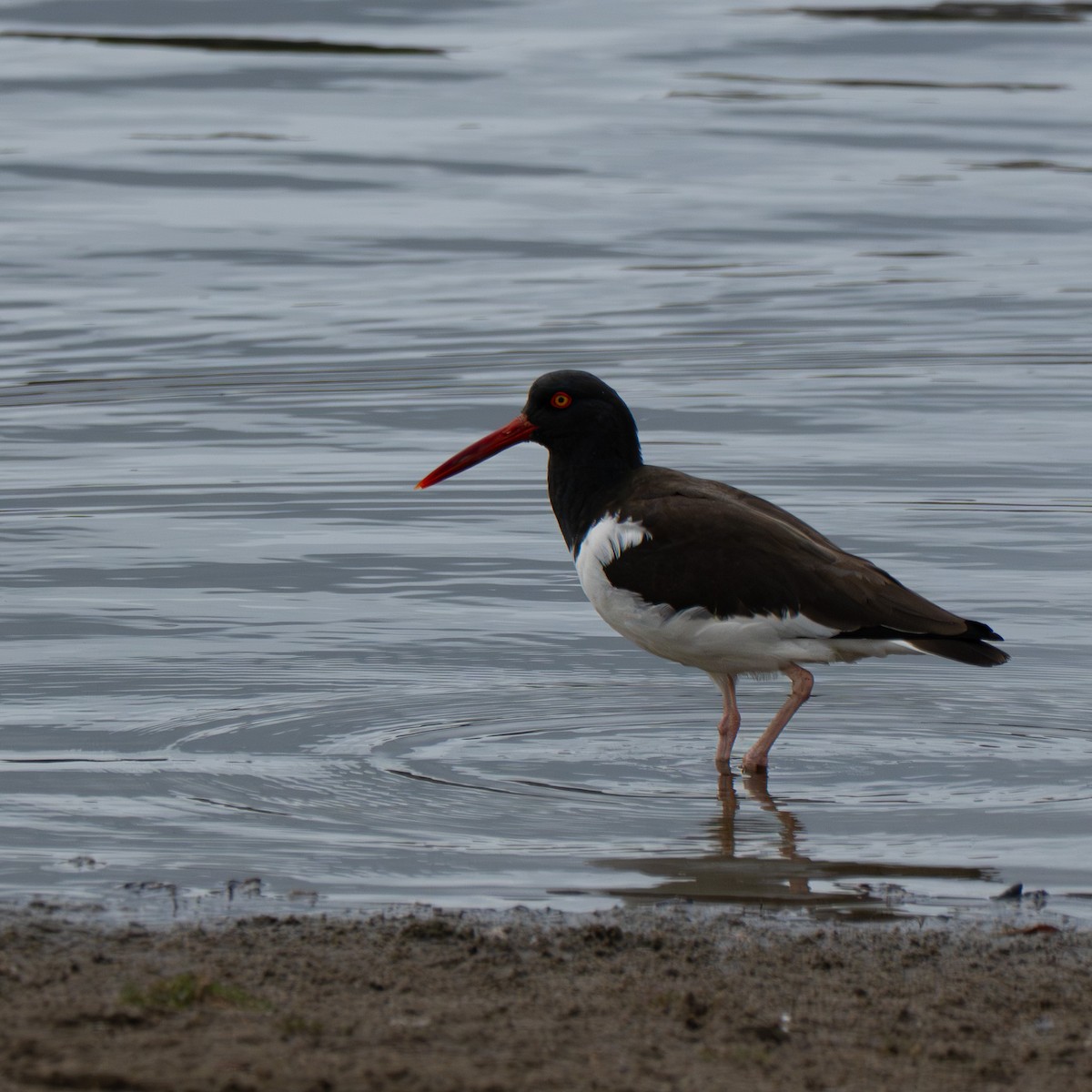 American Oystercatcher - ML651143928