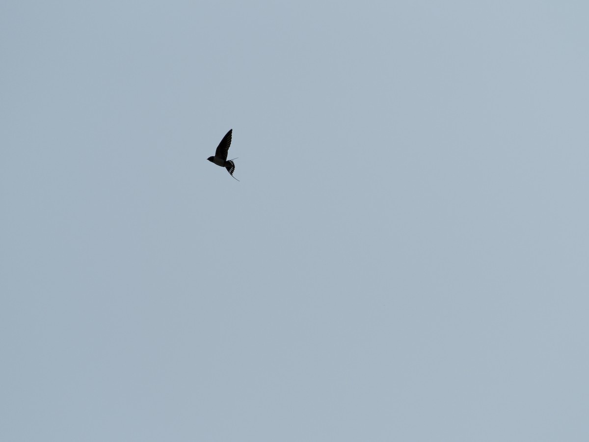 låvesvale - ML651144001