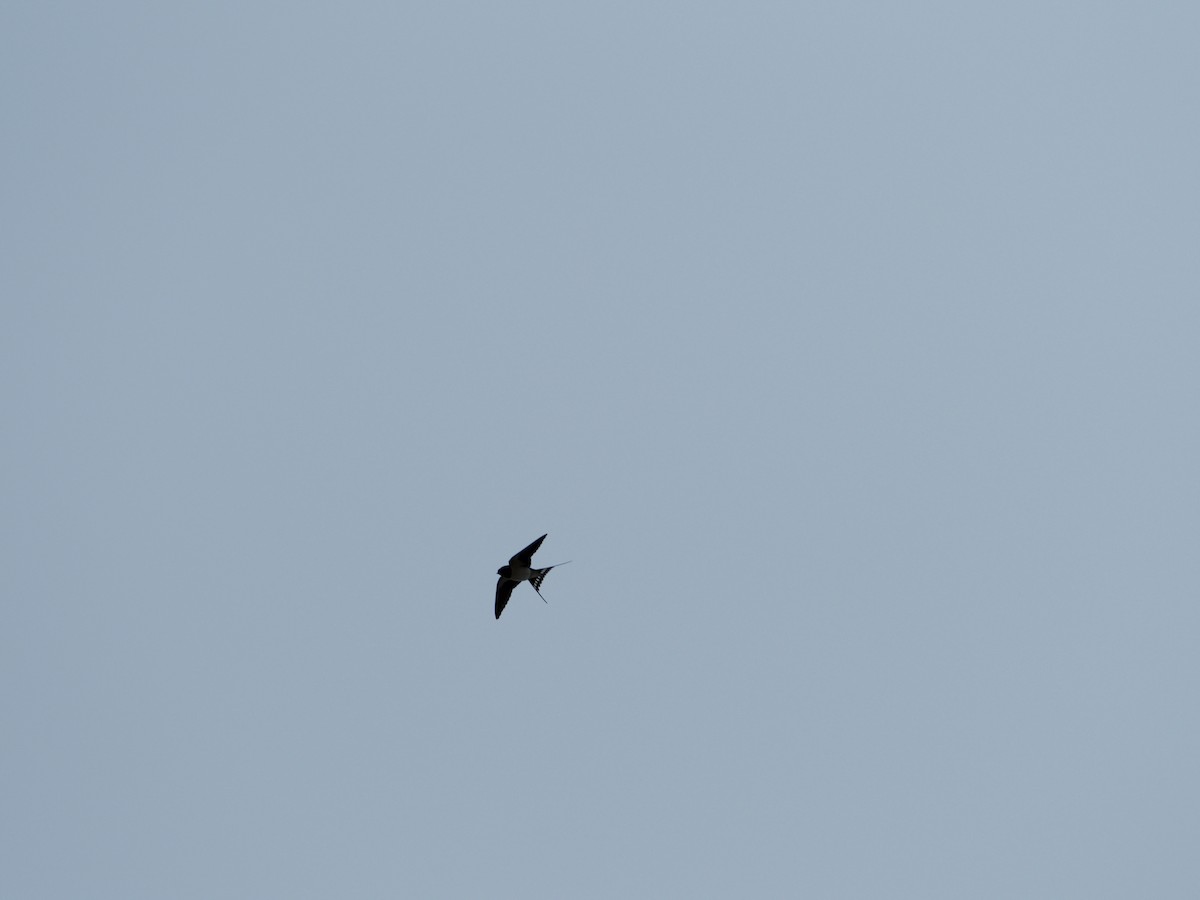 låvesvale - ML651144002