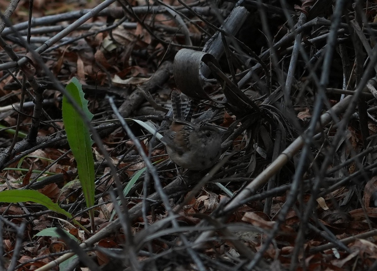 Marsh Wren - ML651144167