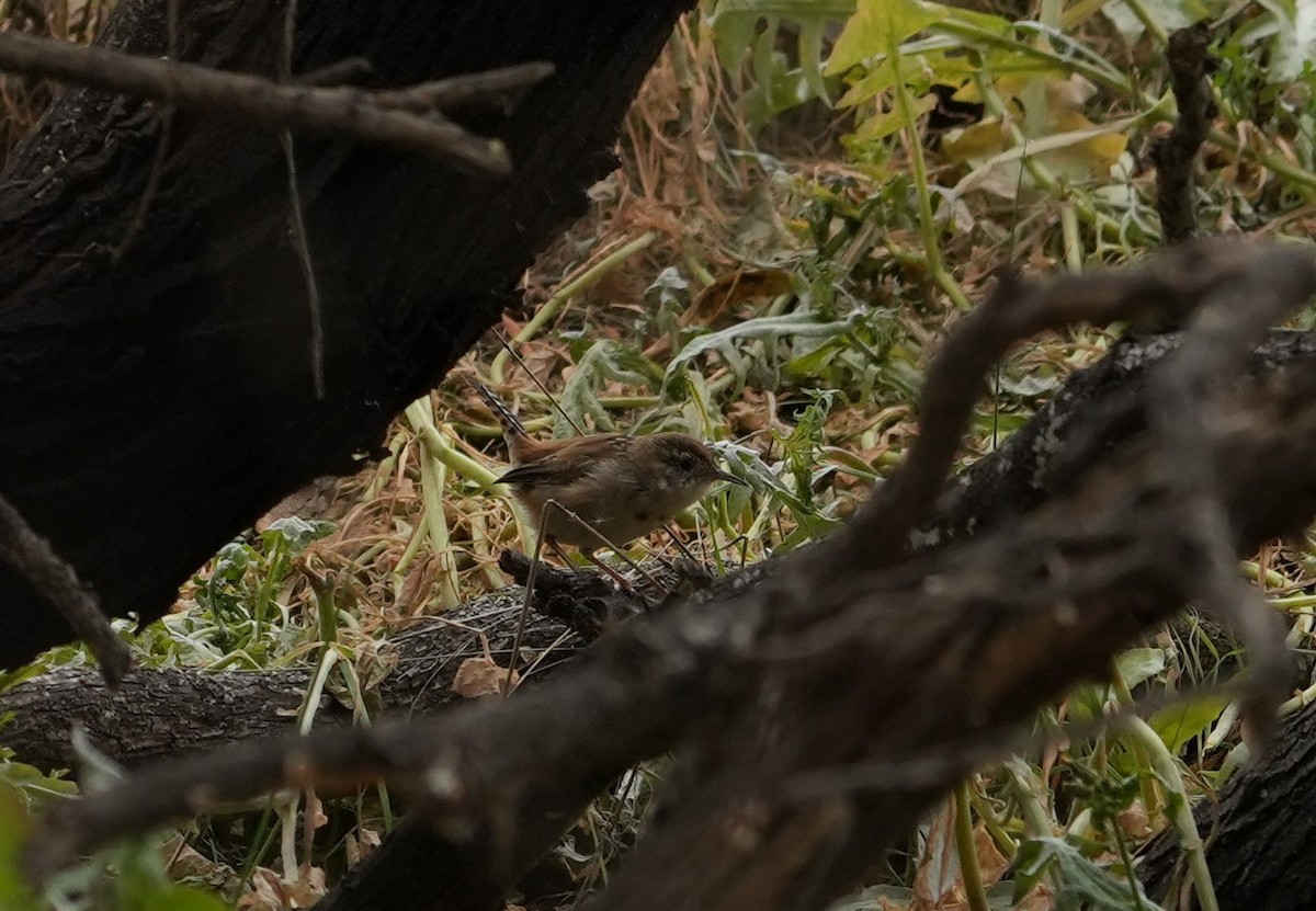 Marsh Wren - ML651144169
