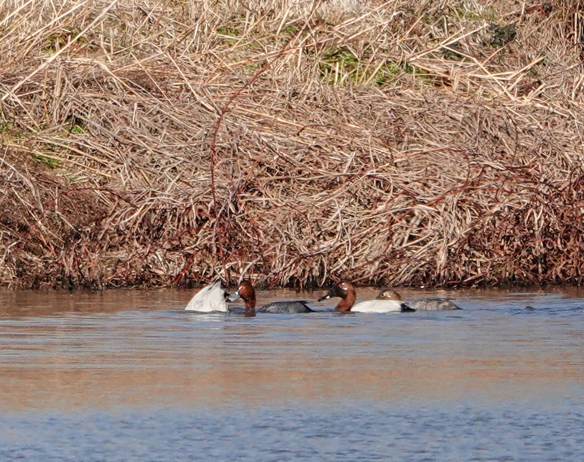 Riesentafelente - ML651144238