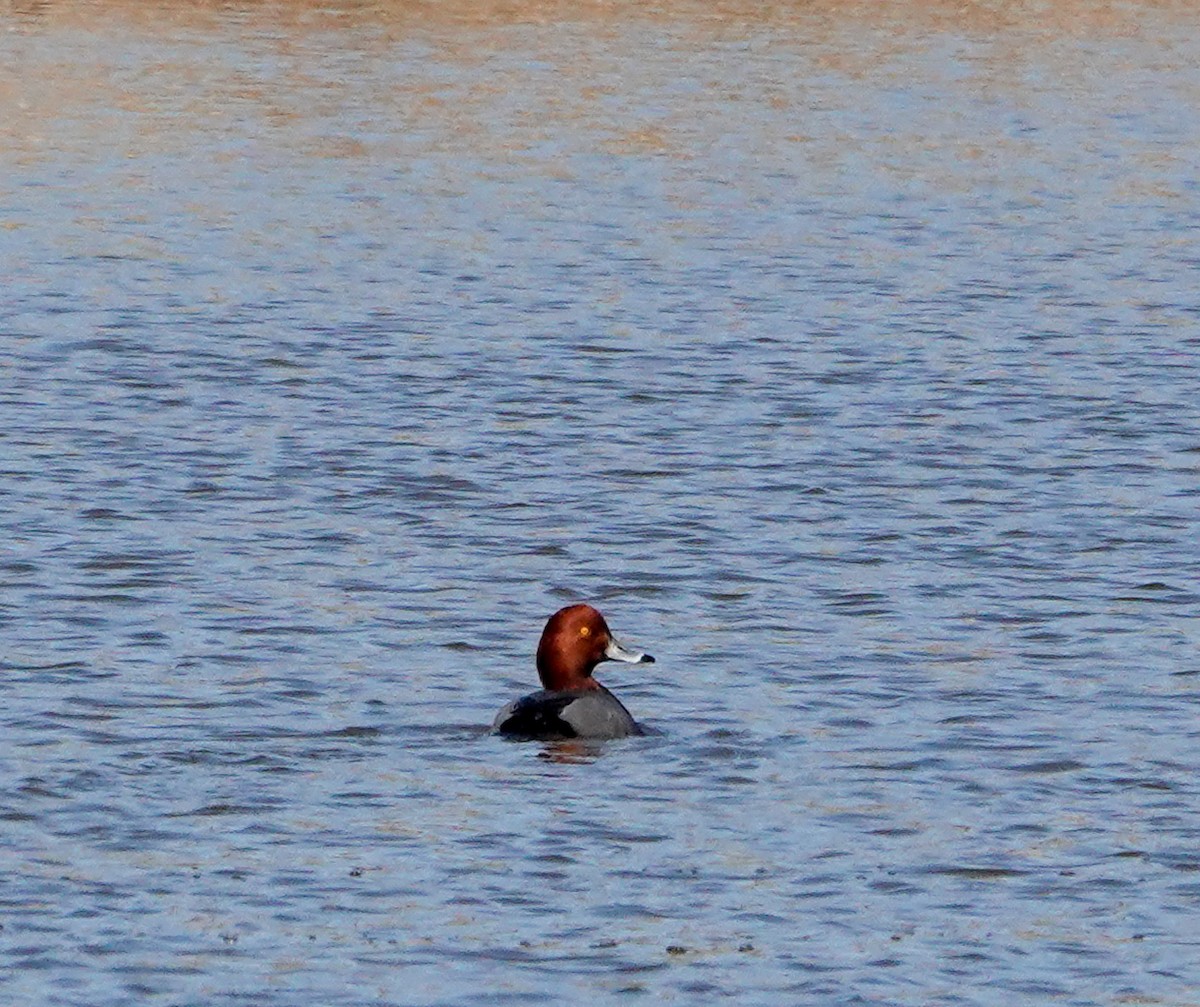 Rotkopfente - ML651144249