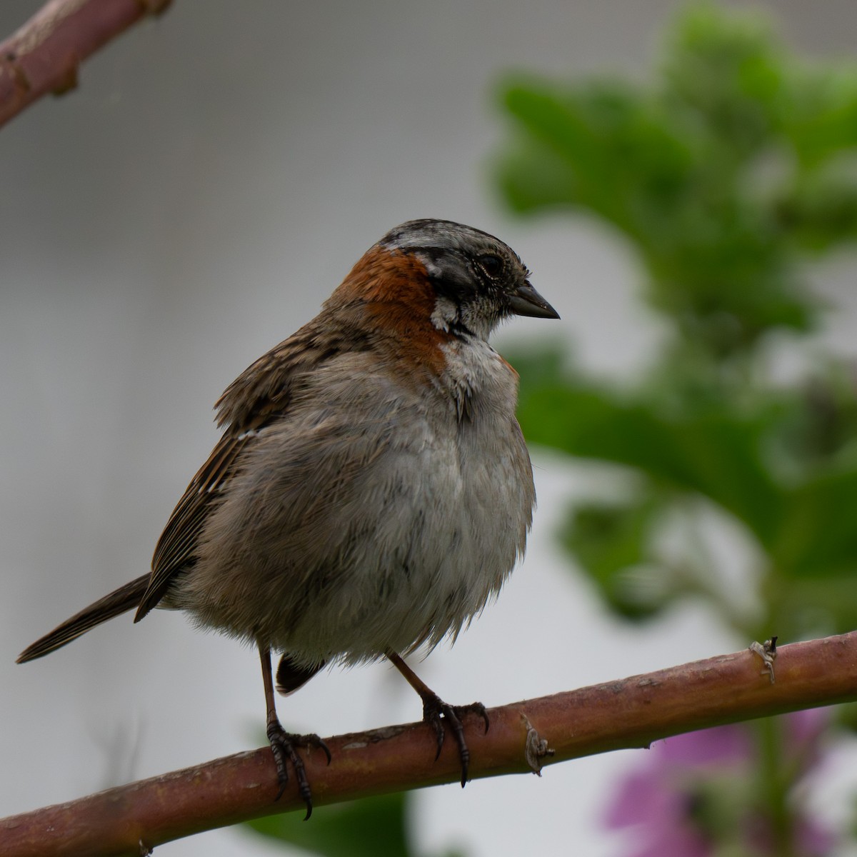 Rufous-collared Sparrow - ML651144272