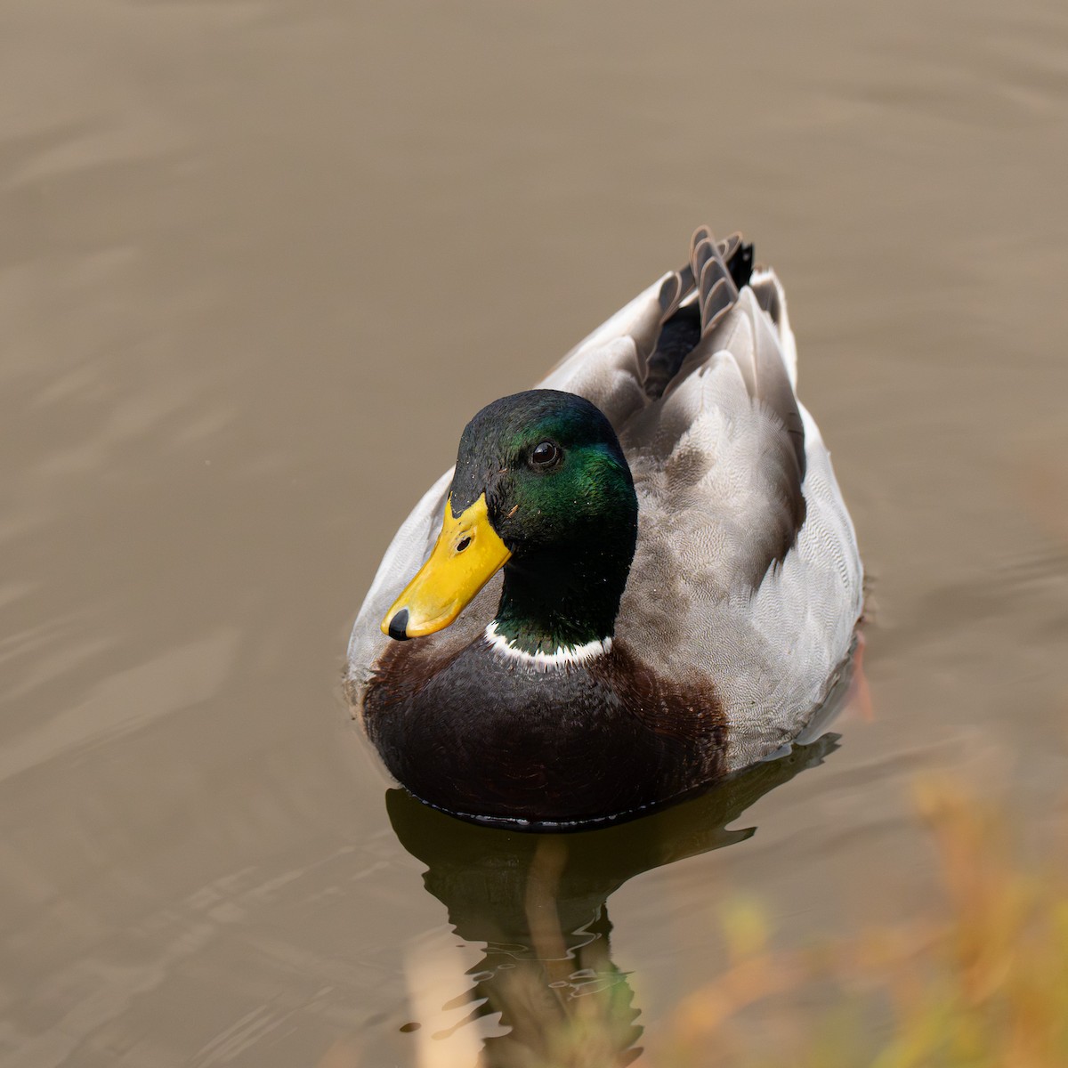 綠頭鴨 - ML651144459