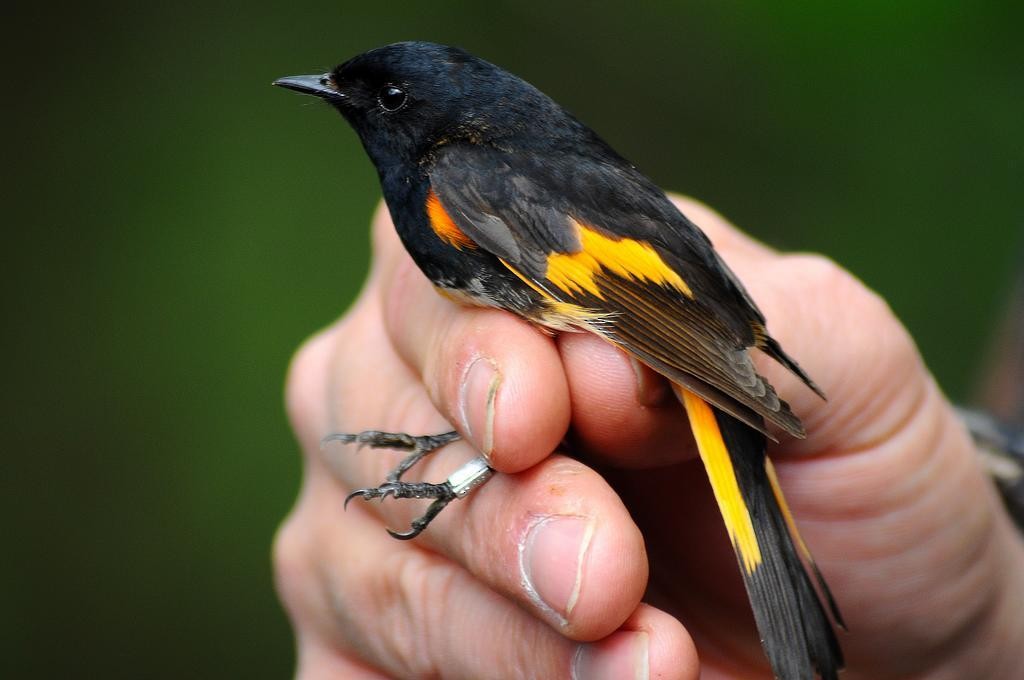 Горихвостковая древесница - ML651144881