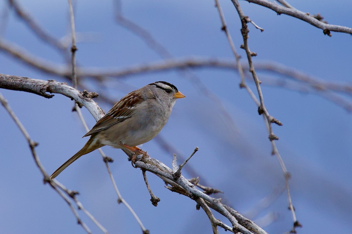White-crowned Sparrow - ML651144894