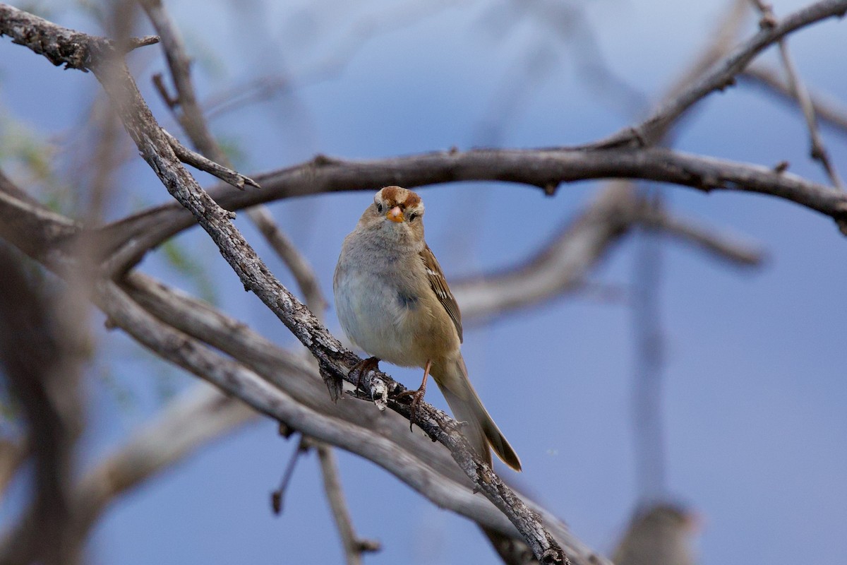 White-crowned Sparrow - ML651144895