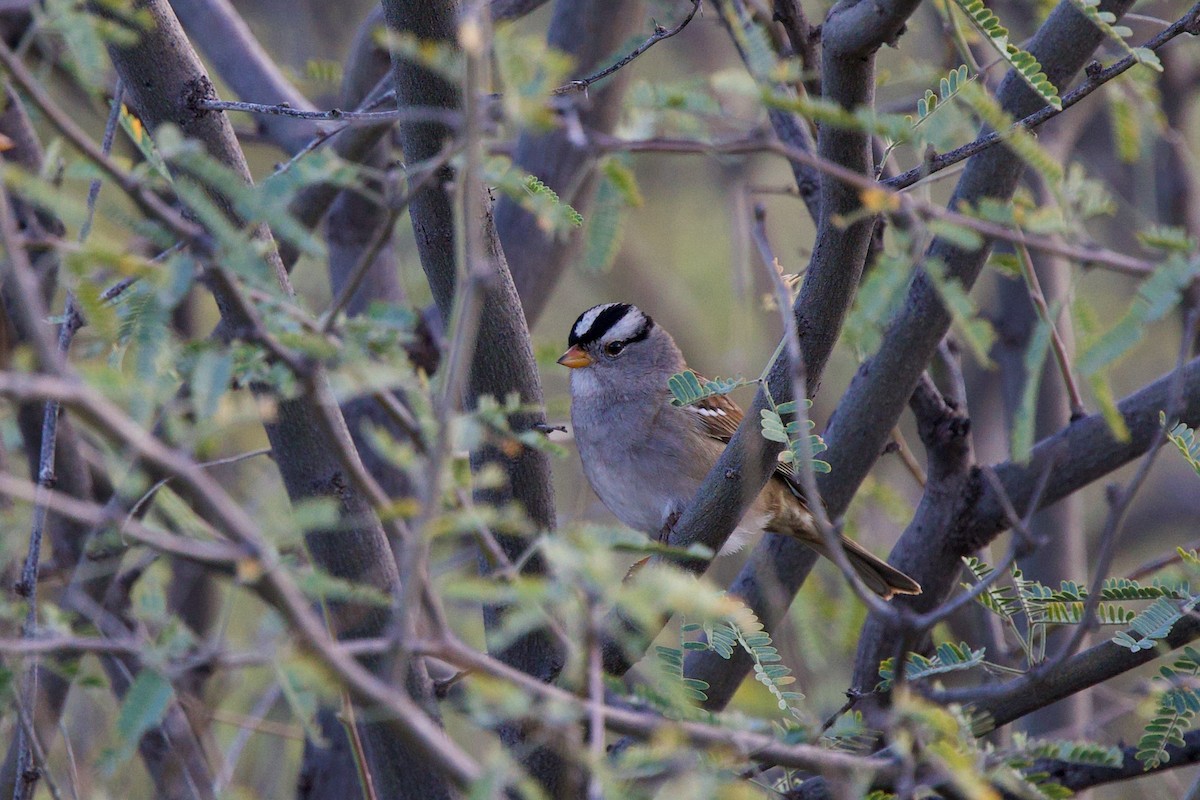 White-crowned Sparrow - ML651144896