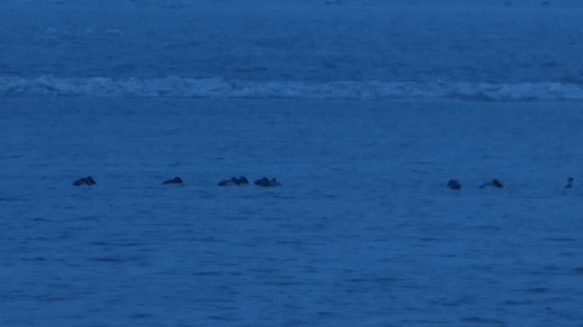 Canvasback - ML651144965