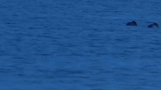 Canvasback - ML651144968