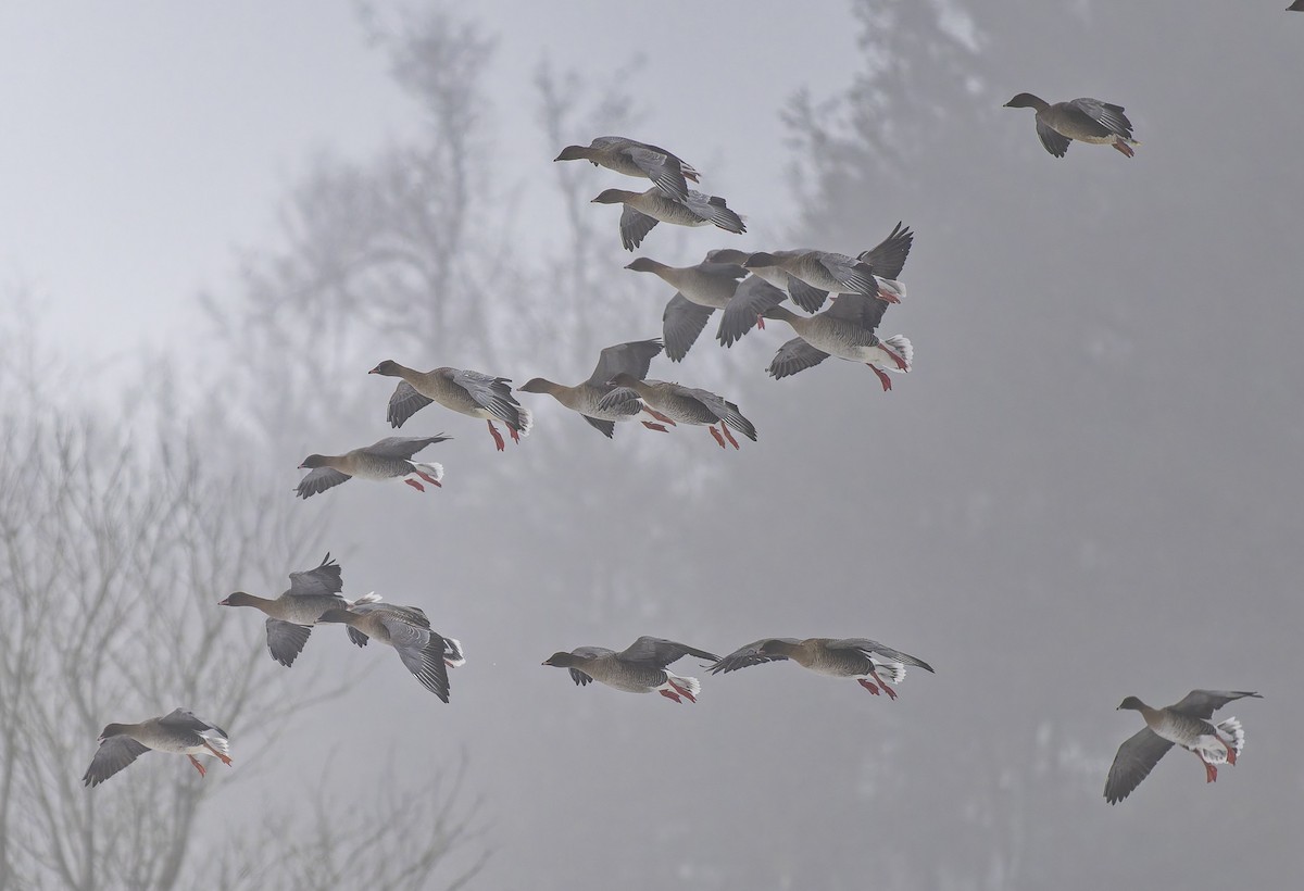 Oie à bec court - ML651144982