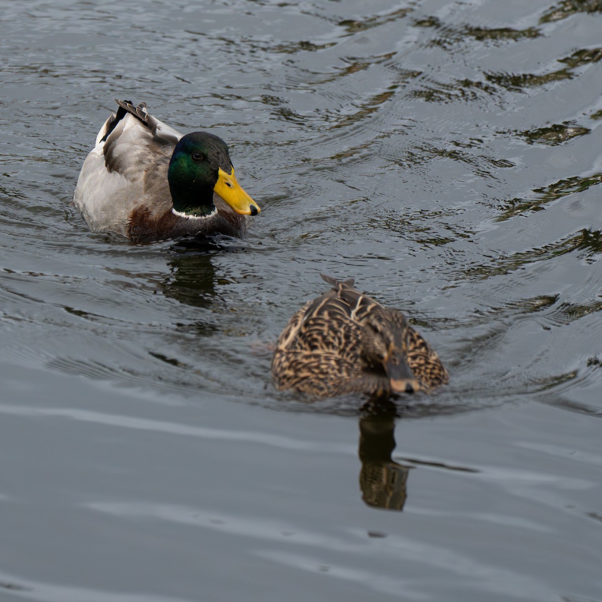 綠頭鴨 - ML651145062