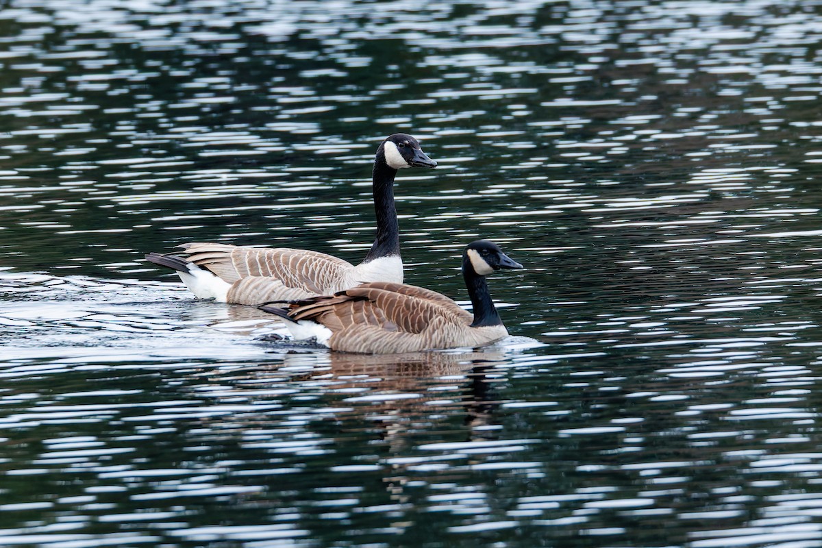 Canada Goose - ML651145424