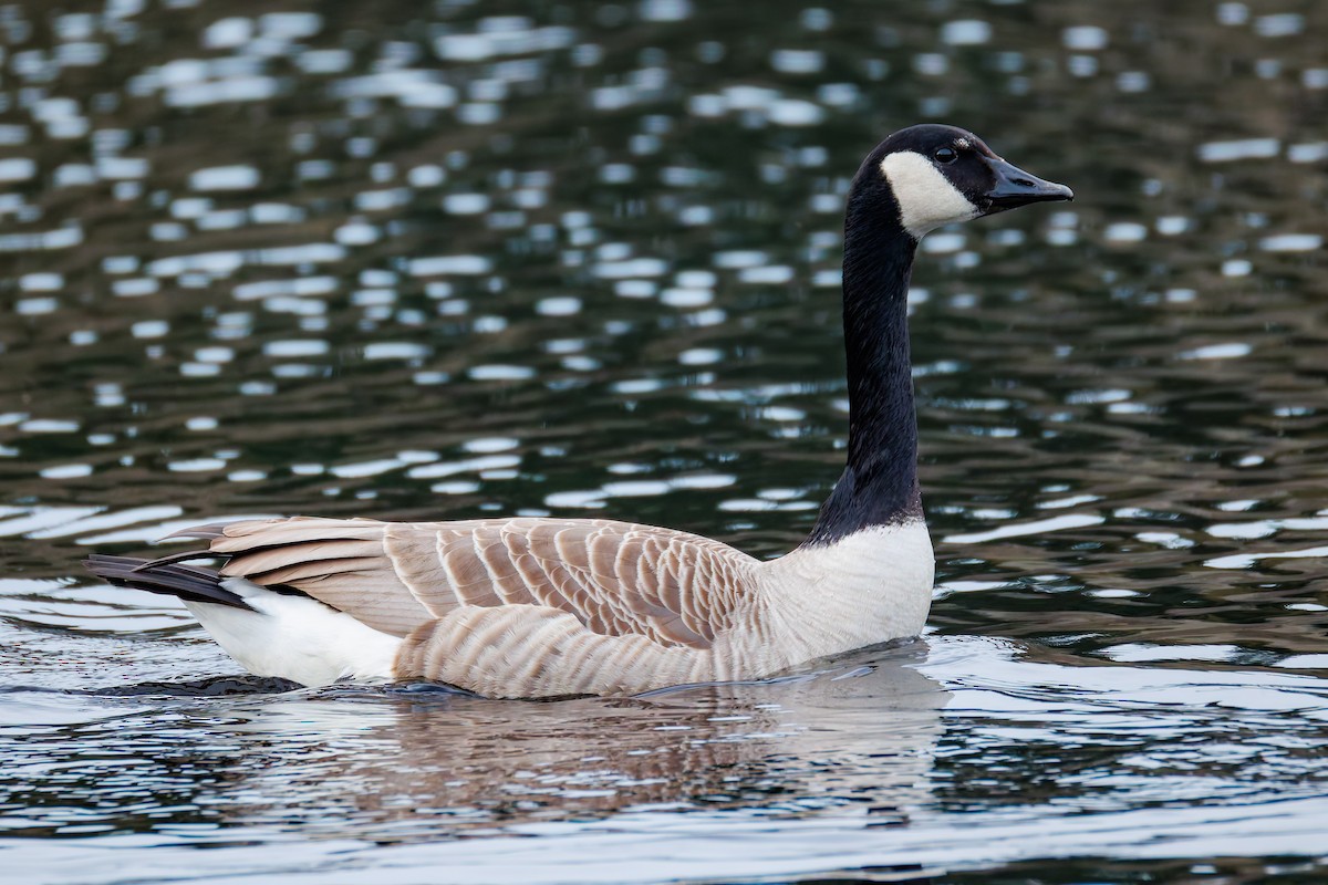 Canada Goose - ML651145425