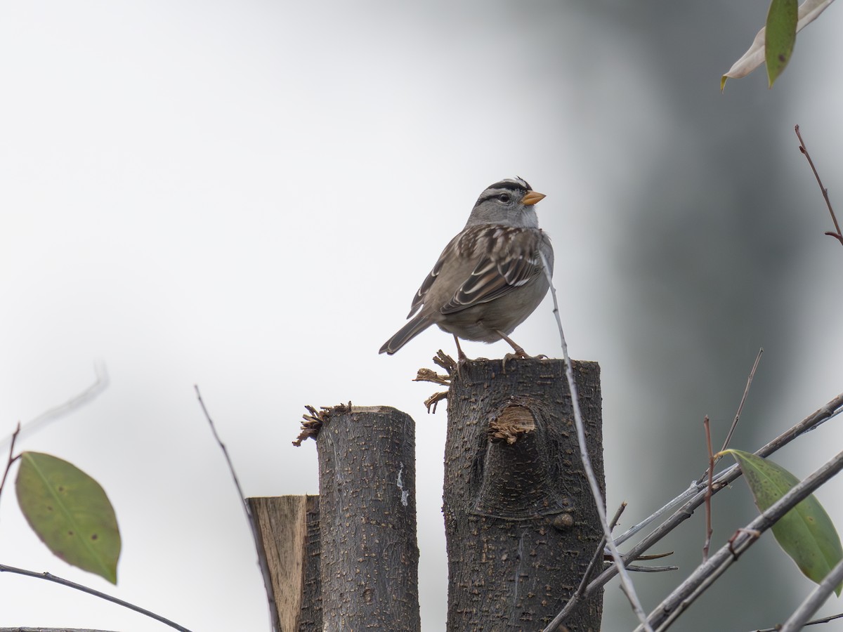 White-crowned Sparrow - ML651145608