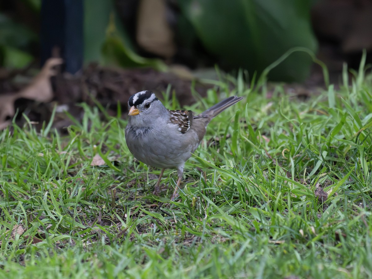 White-crowned Sparrow - ML651145610