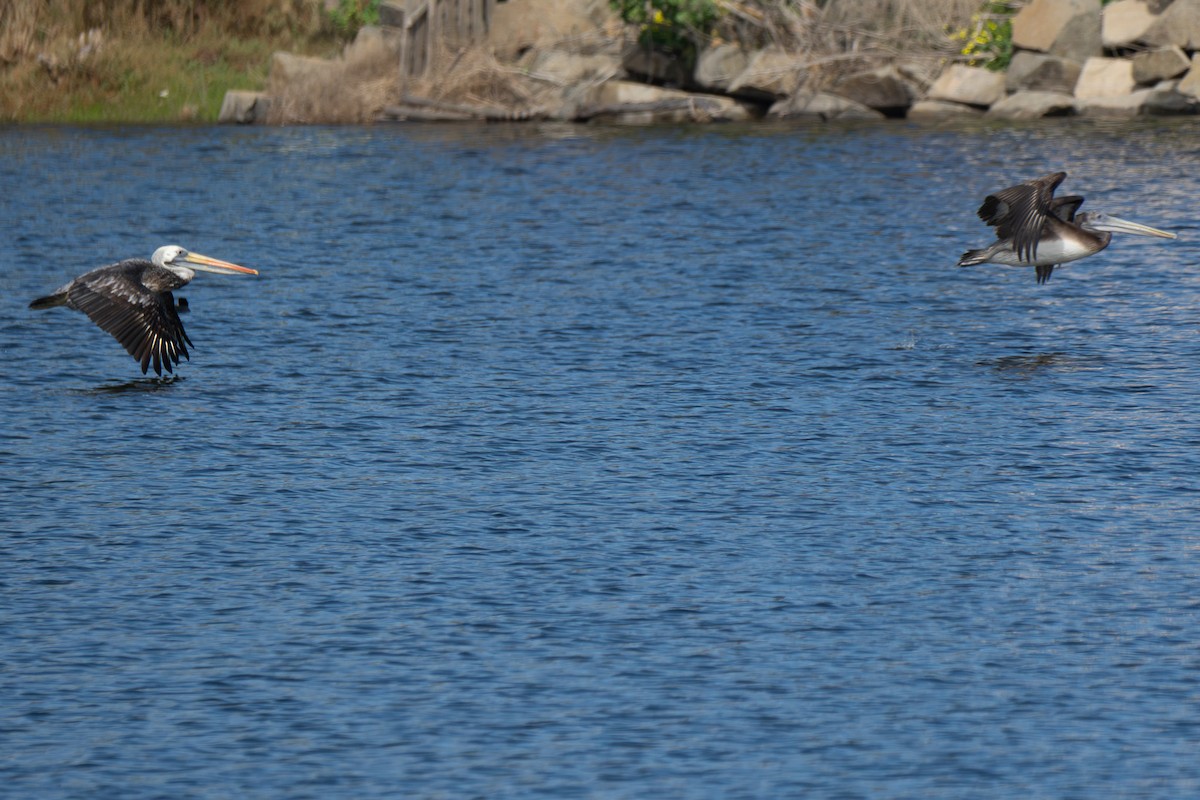 Peruvian Pelican - ML651145631