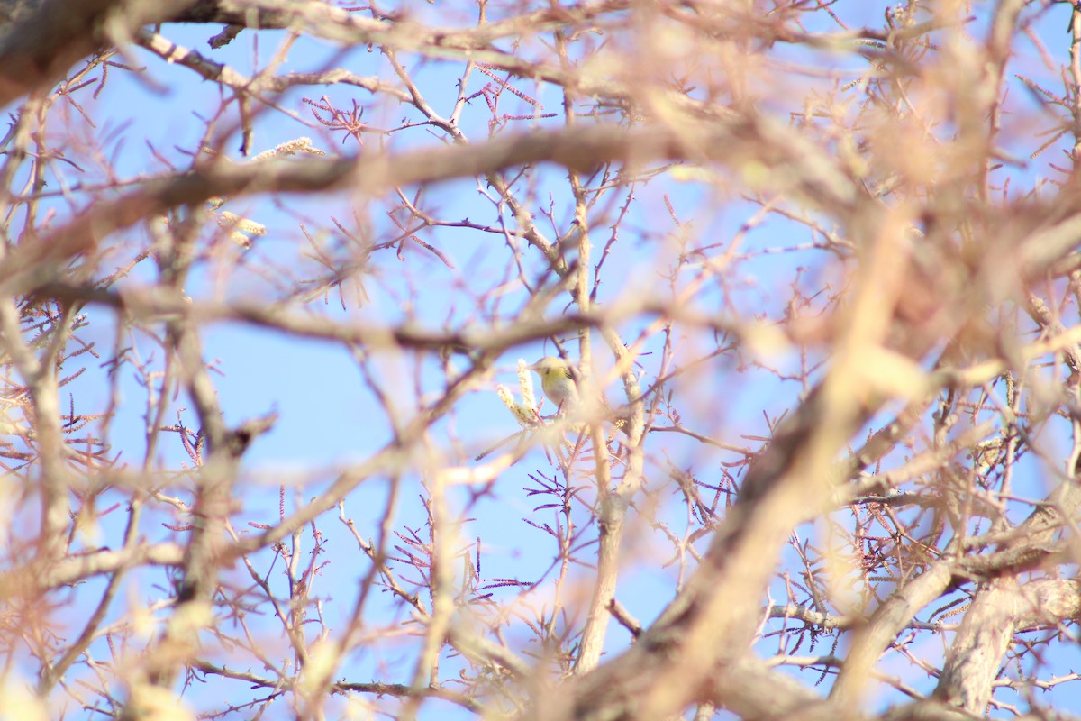 Red-headed Weaver (Southern) - ML651145670