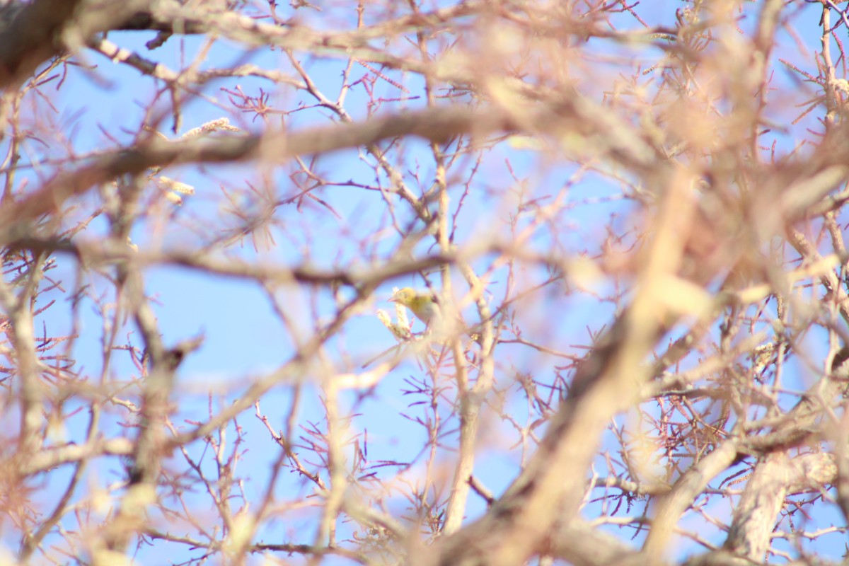 Red-headed Weaver (Southern) - ML651145671