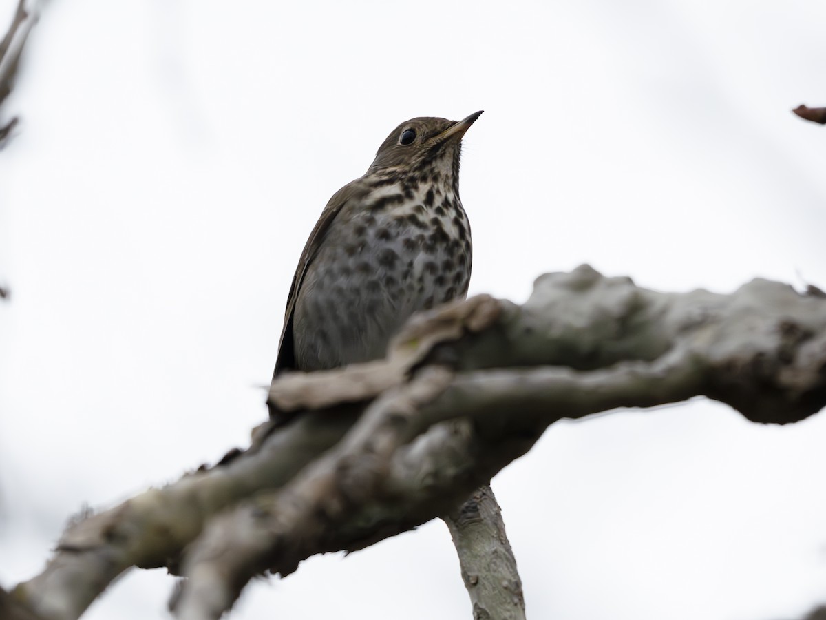 Hermit Thrush - ML651145758
