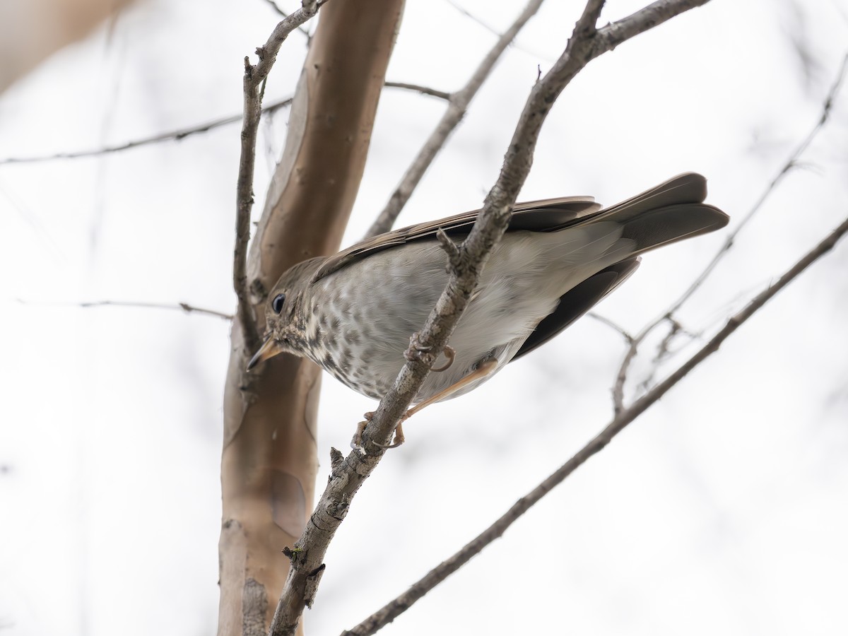 Hermit Thrush - ML651145759