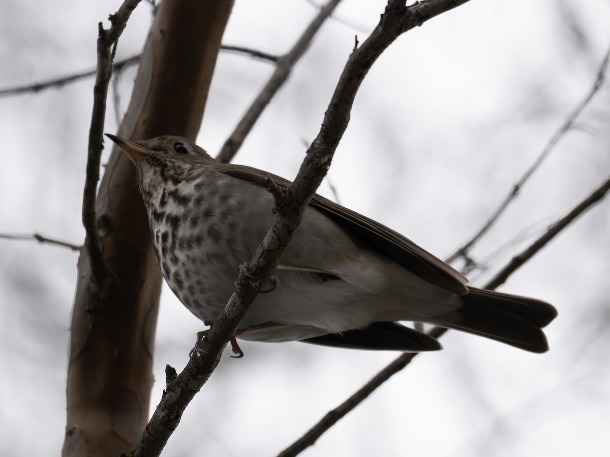 Hermit Thrush - ML651145760