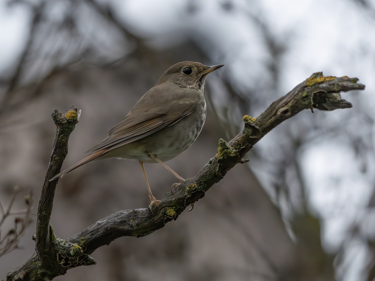 Hermit Thrush - ML651145761