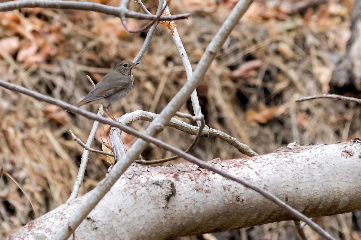 Hermit Thrush (guttatus Group) - ML651146098