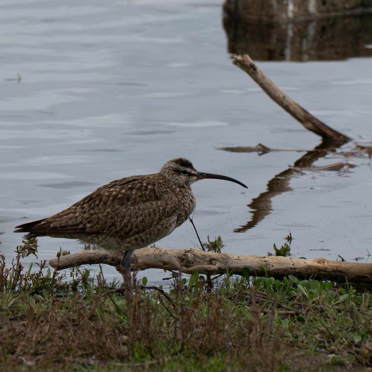 美洲中杓鷸 - ML651146274