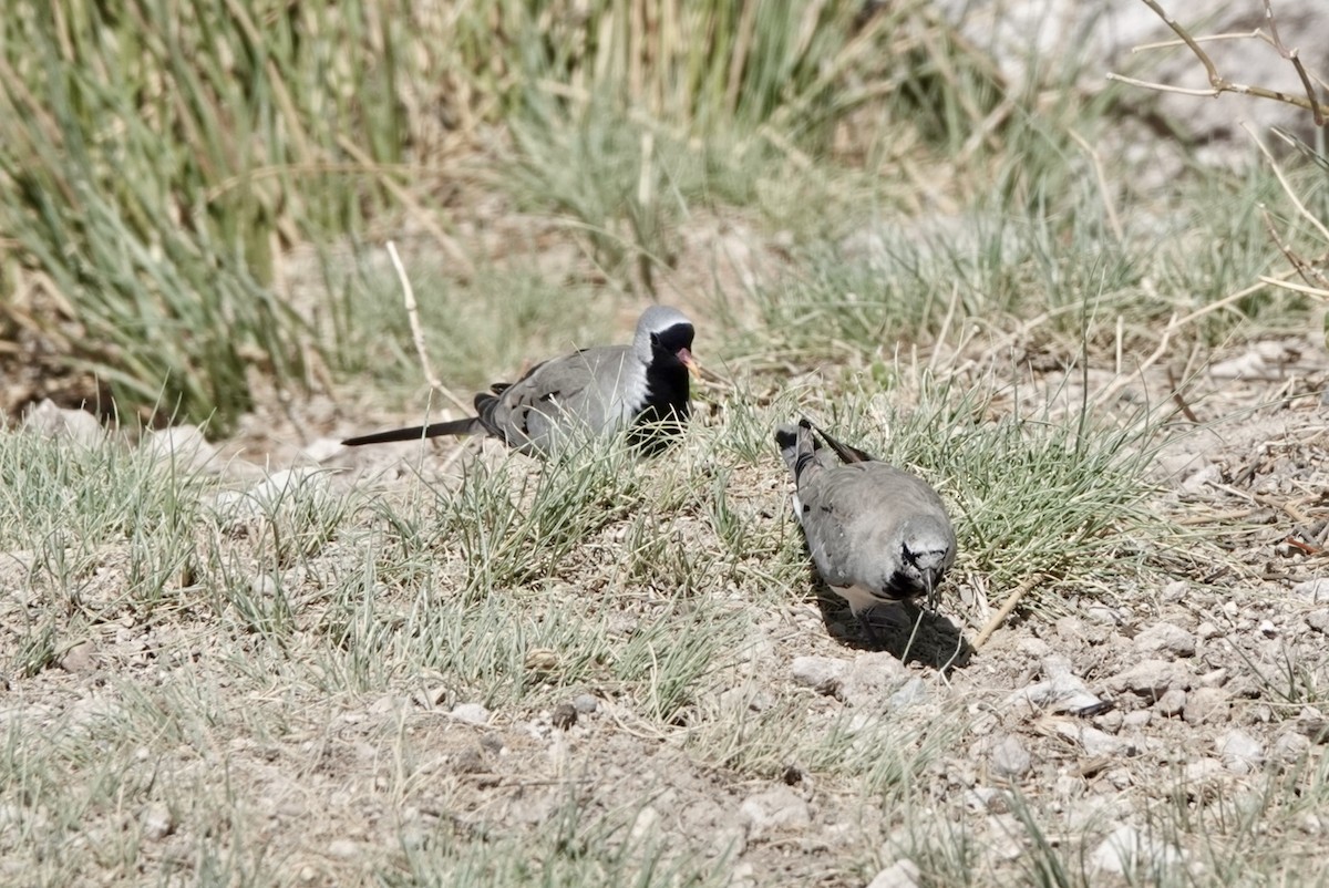 Kaptäubchen - ML651146395