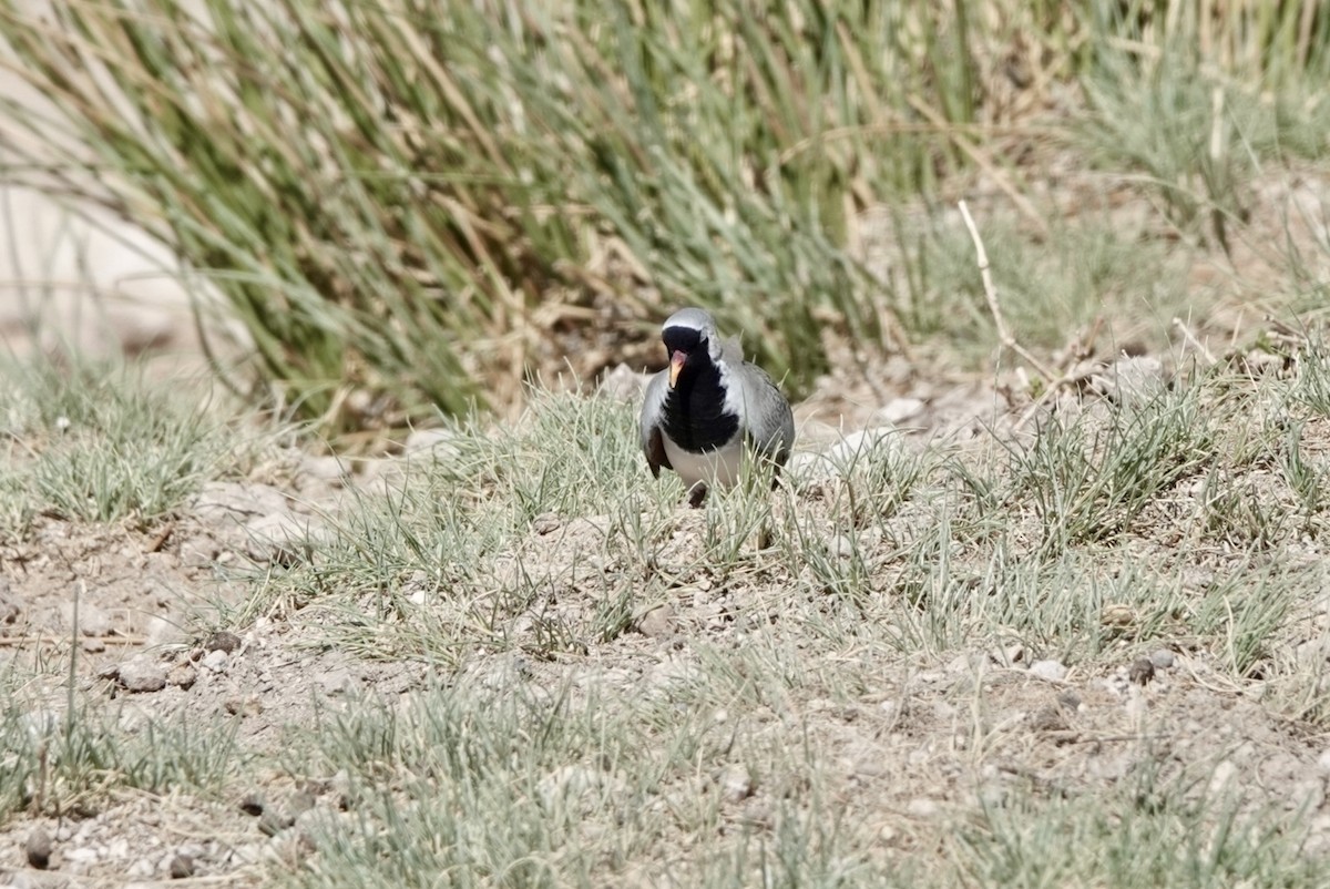 Kaptäubchen - ML651146396