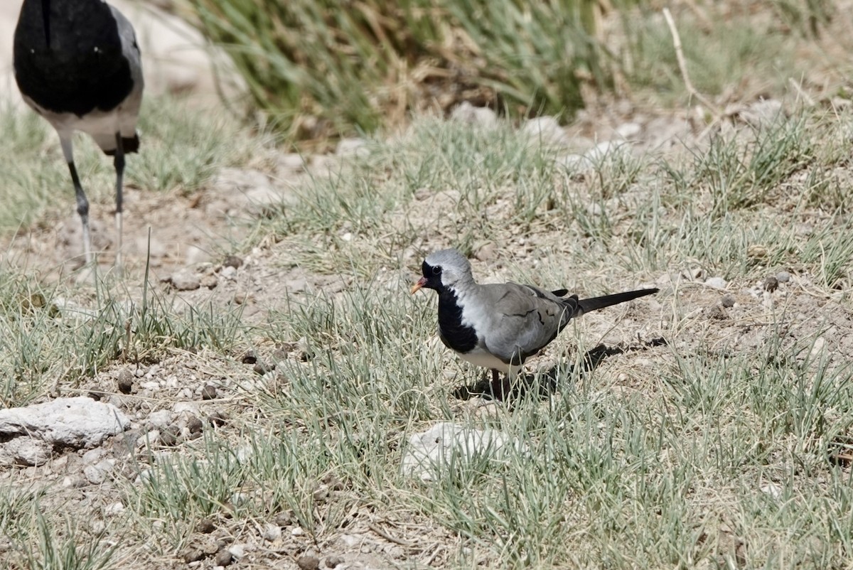 Kaptäubchen - ML651146397