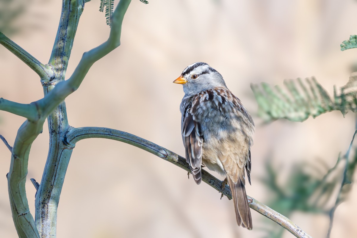 White-crowned Sparrow - ML651146428