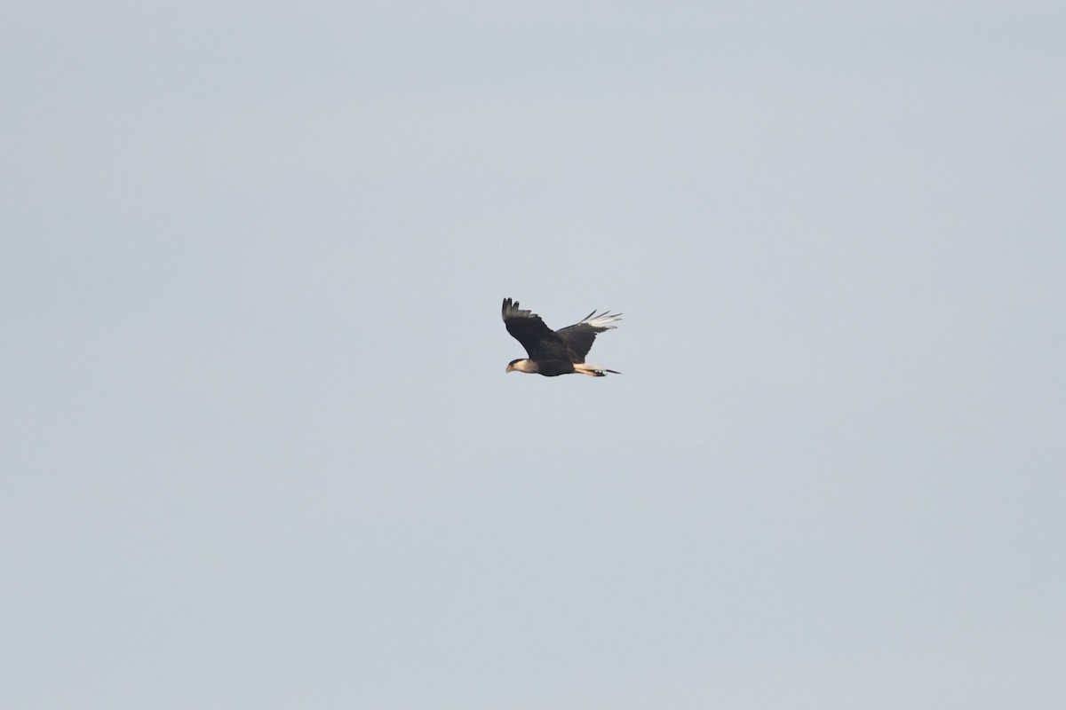 Crested Caracara - ML651146433