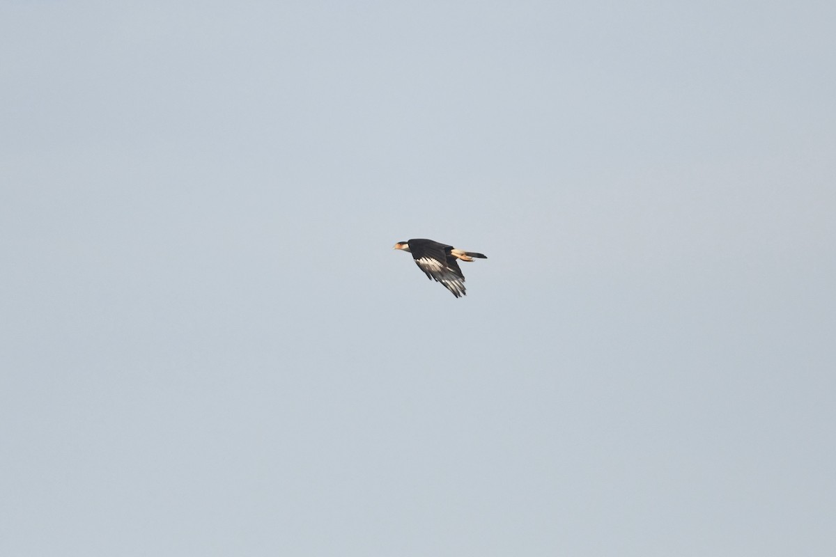 Crested Caracara - ML651146434