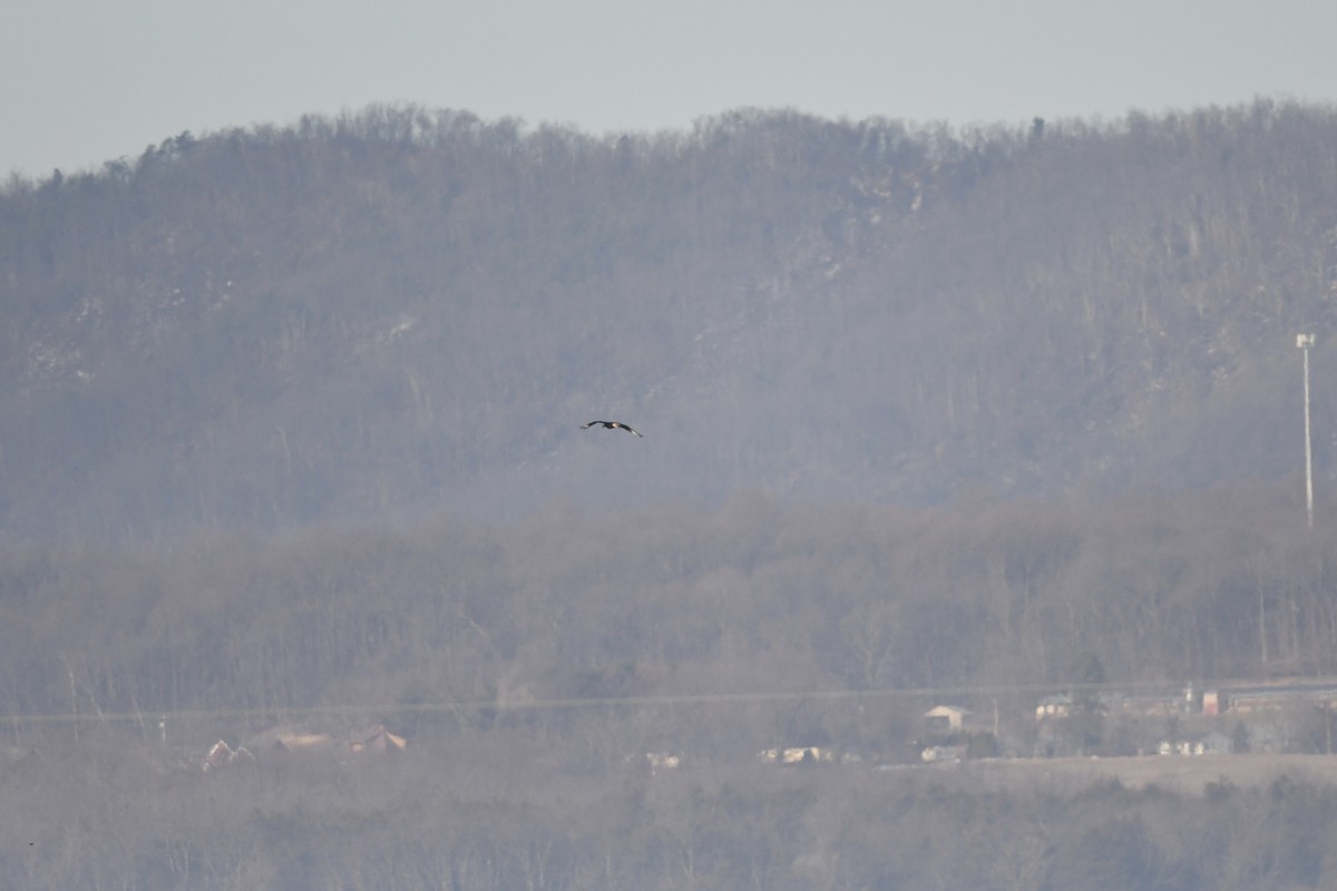 Crested Caracara - ML651146436