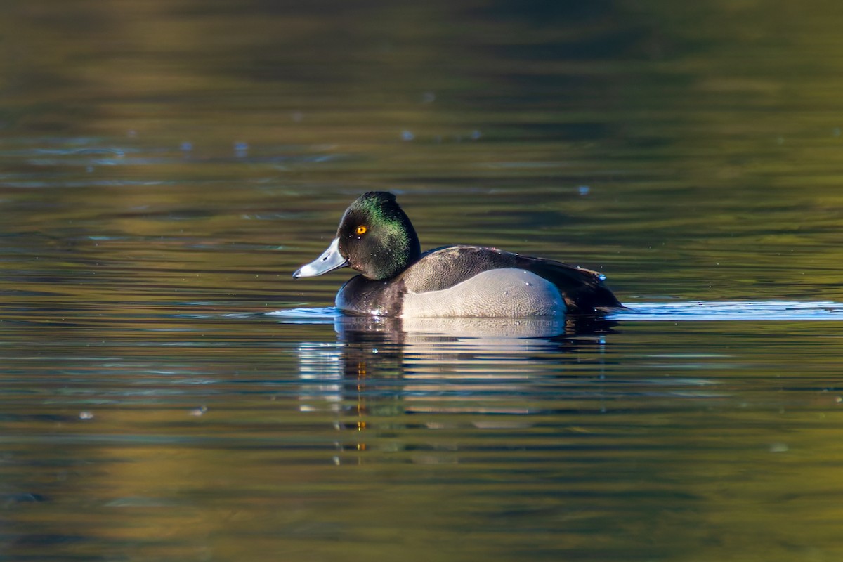 Ring-necked Duck x Lesser Scaup (hybrid) - ML651146519
