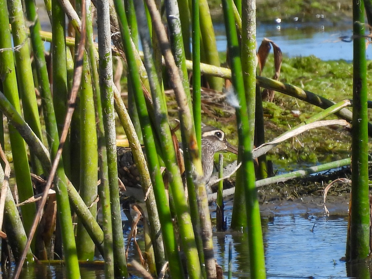 Greater Painted-Snipe - ML651146520