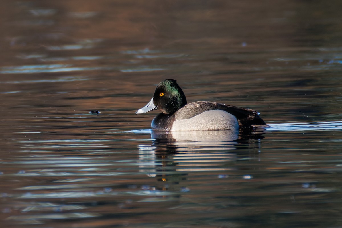 Ring-necked Duck x Lesser Scaup (hybrid) - ML651146527