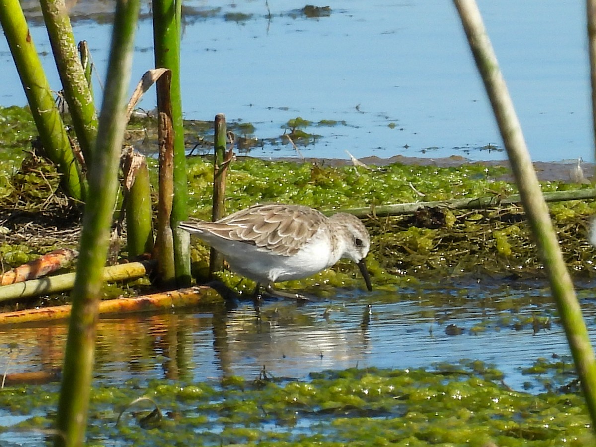 Little Stint - ML651146531