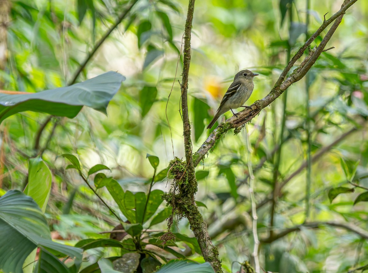 Sarı Karınlı Boreal Sinekkapan - ML651146558